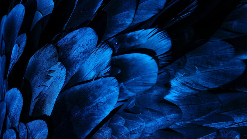 깃털, 새 날개, 푸른 깃털, 닫다, , , 배경, b30f0c, Lenovo Feather HD 월페이퍼