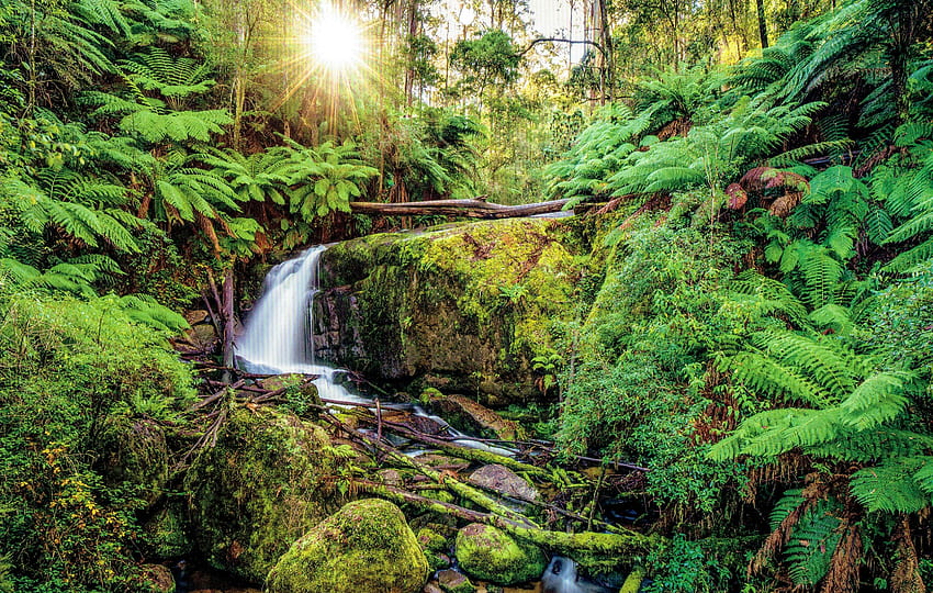 Amphitheatre-FallsToorongo-Falls-Reserve-Gippsland-Victoria-Australia、滝、自然、森林、シダ 高画質の壁紙