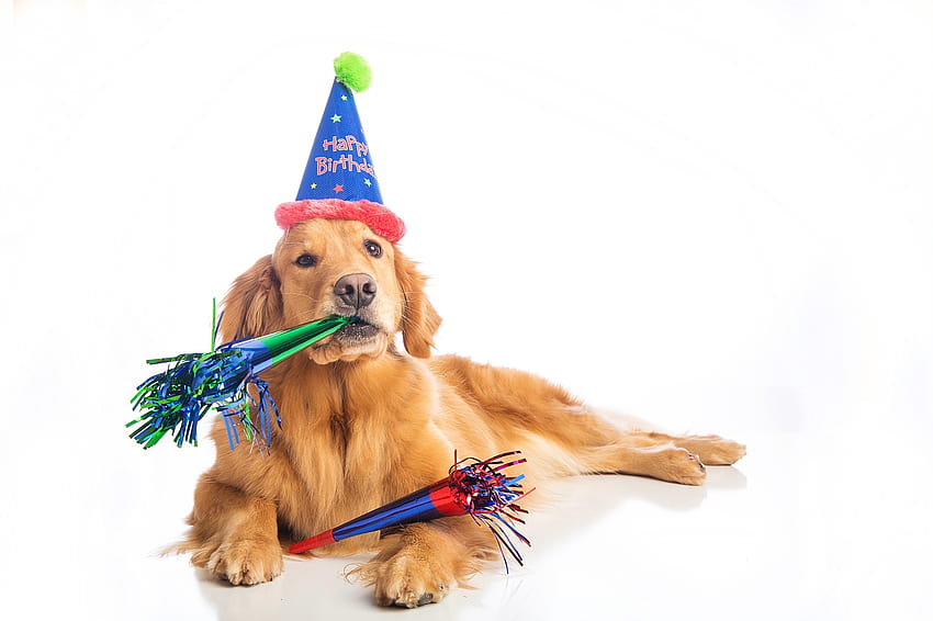 ¡Feliz cumpleaños!, animal, perro, cumpleaños, lindo, tarjeta, divertido, sombrero, caine fondo de pantalla