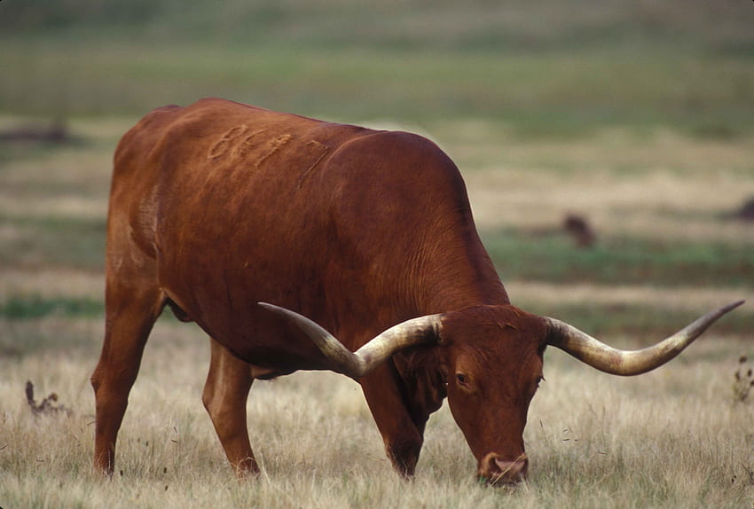 ロングホーン牛と背景、家畜 高画質の壁紙