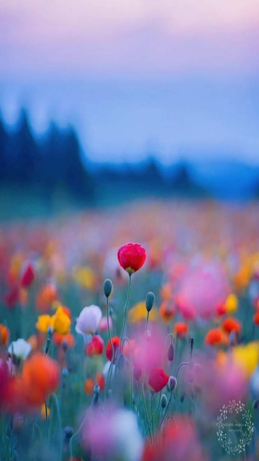 Flores, paisaje wallpaper ponsel HD