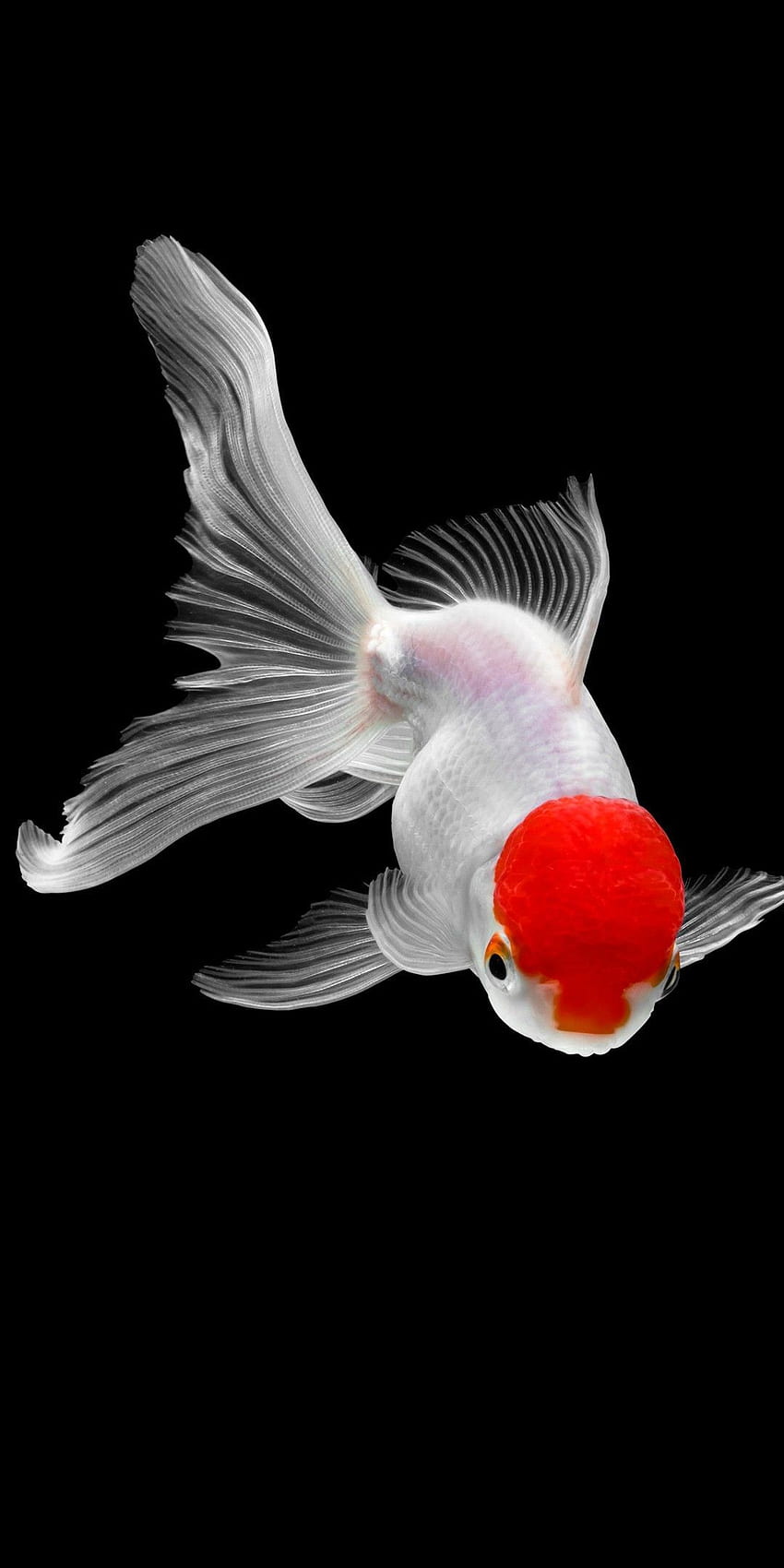 s, poisson rouge Fond d'écran de téléphone HD