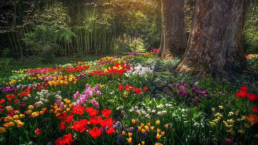 Île de Mainau, lac Bodensee, Allemagne, fleurs, tulipes, printemps, fleurs, arbres Fond d'écran HD
