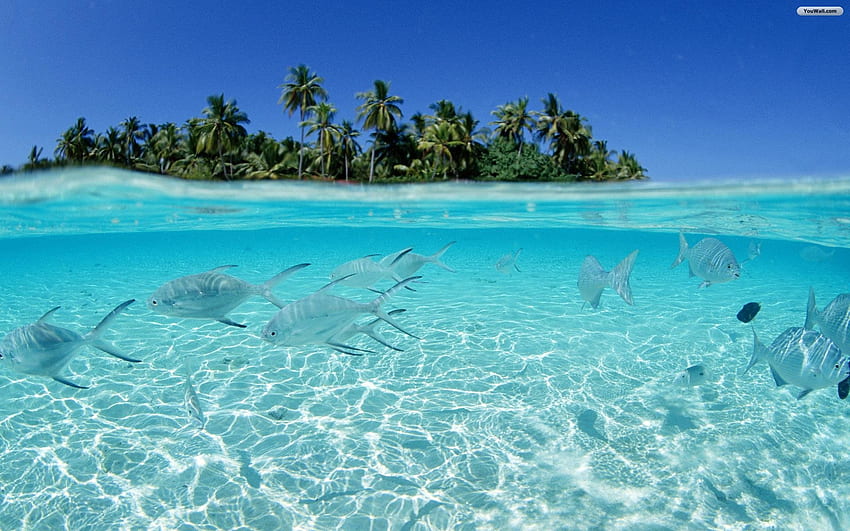 kristallklares Wasser Tropical Island Fish [] für Ihr , Handy & Tablet. Entdecken Sie Tropisch. Tropische Strände, Tropical Island HD-Hintergrundbild