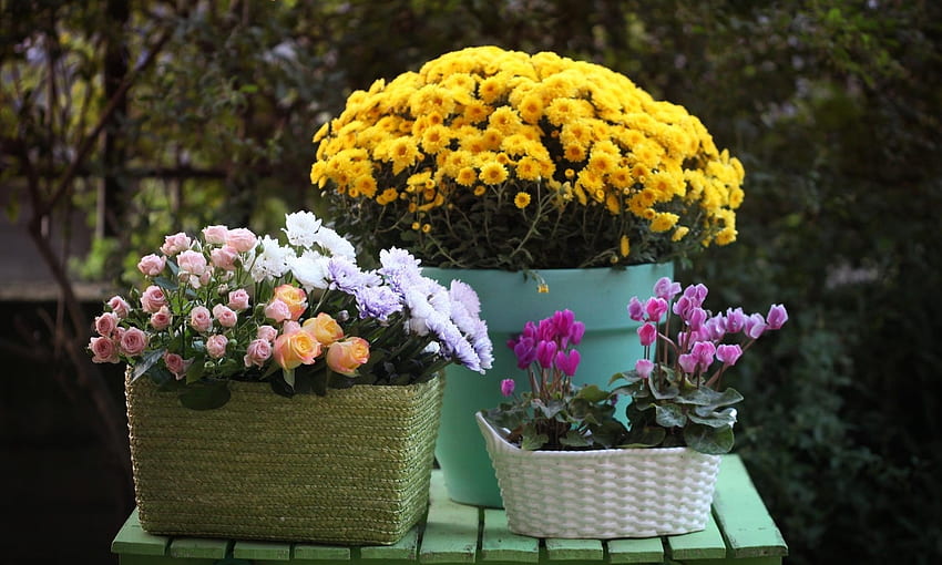 Blumen, Rosen, Chrysantheme, Korb, Topf, Körbe, Alpenveilchen, Alpenveilchen HD-Hintergrundbild
