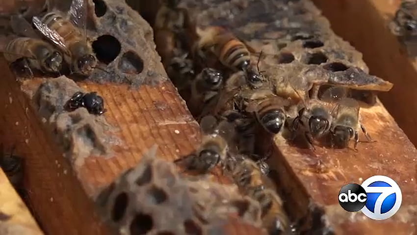Un número creciente de apicultores de Illinois dan la bienvenida a nuevos aficionados, advierten sobre los riesgos para la salud de la colmena, Apiary fondo de pantalla