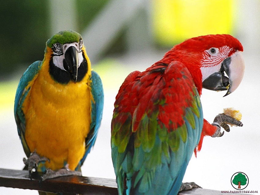 adi, ptaki, zwierzęta Tapeta HD