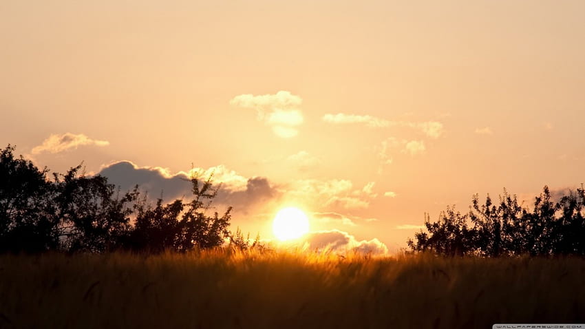 Wheat field sunset, susnet, field, wheat, sky, blush HD wallpaper