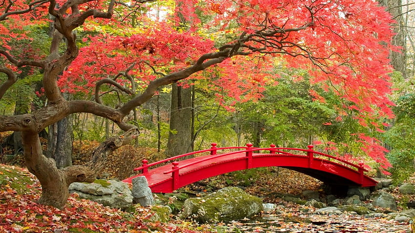 Outono, árvores de bordo, jardim japonês, natureza, paisagem japonesa papel de parede HD