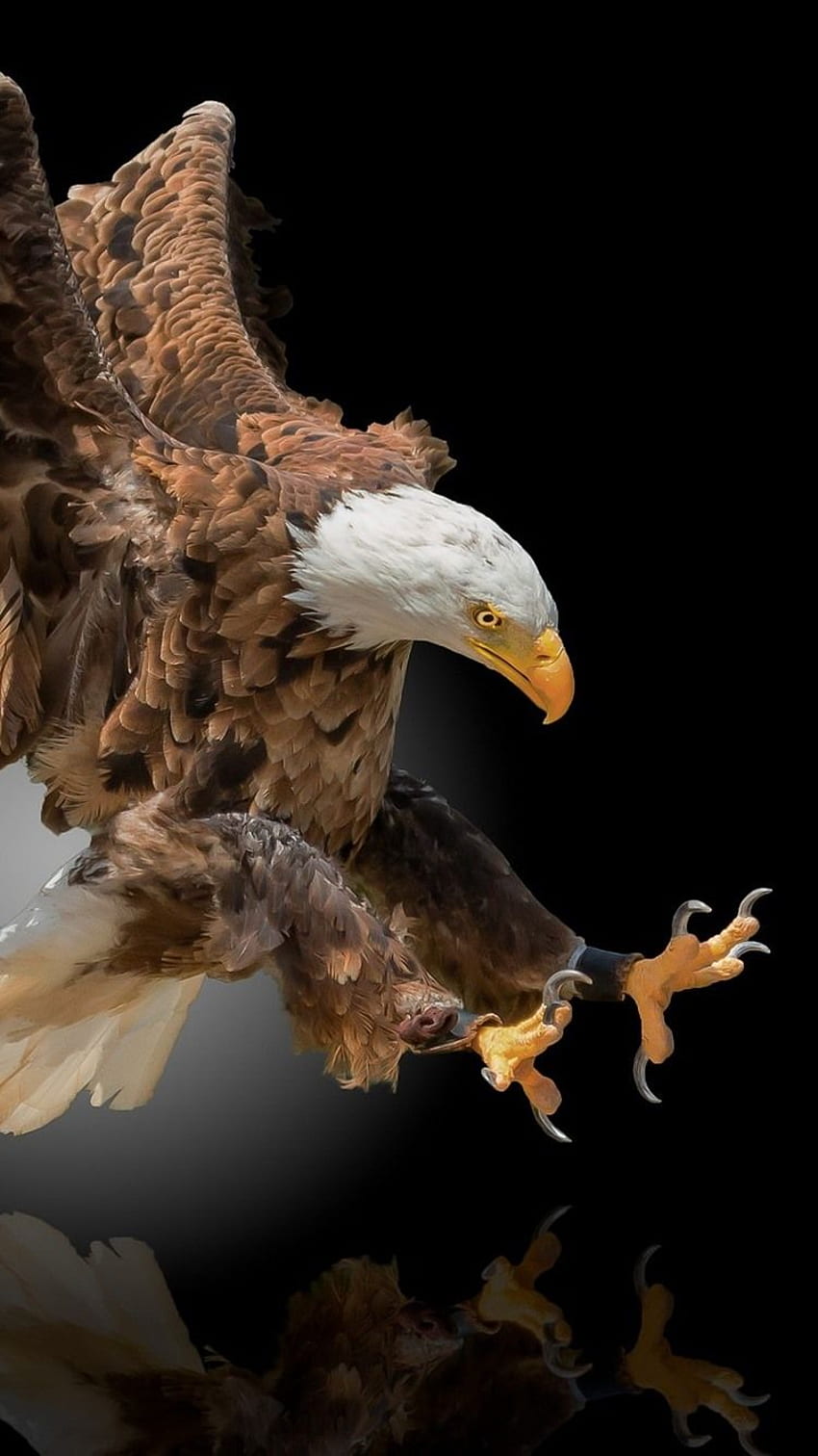 Eagle Flight, Wings, Black Background IPhone 8 7 6 6S HD phone wallpaper
