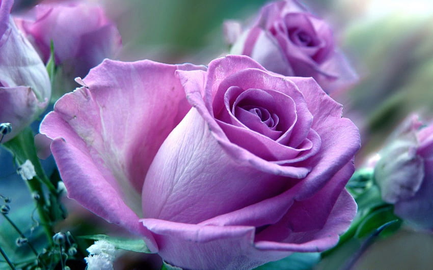 LAVENDER ROSE, ungu, mawar, lavender, kesempurnaan, mekar, ungu Wallpaper HD