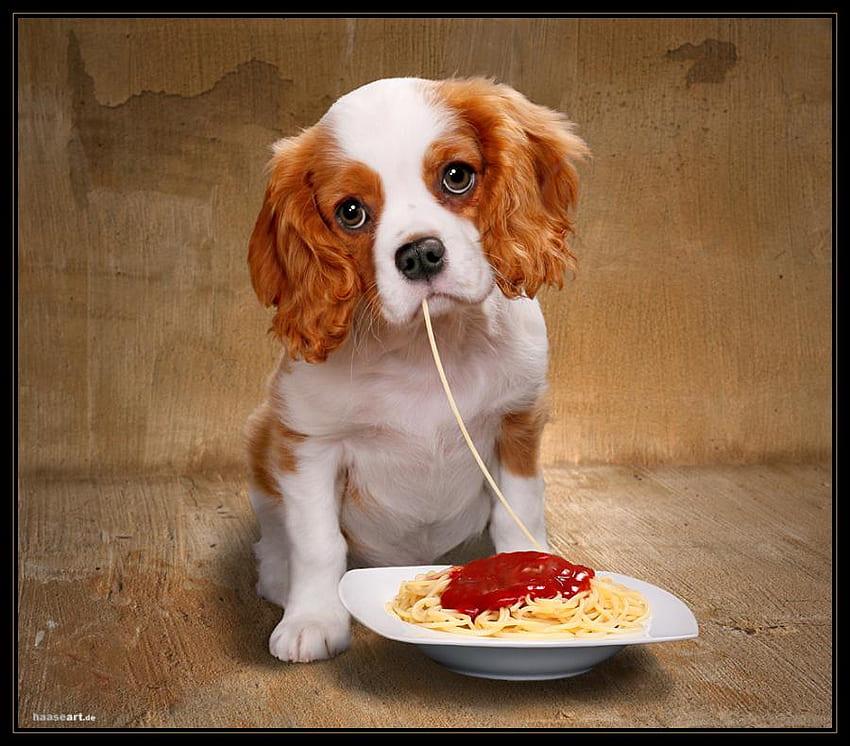 rica ederim tatlı yemek aşk köpekler yemek rüya HD duvar kağıdı
