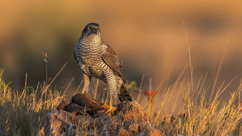 Falcon, hewan, alam, burung Wallpaper HD