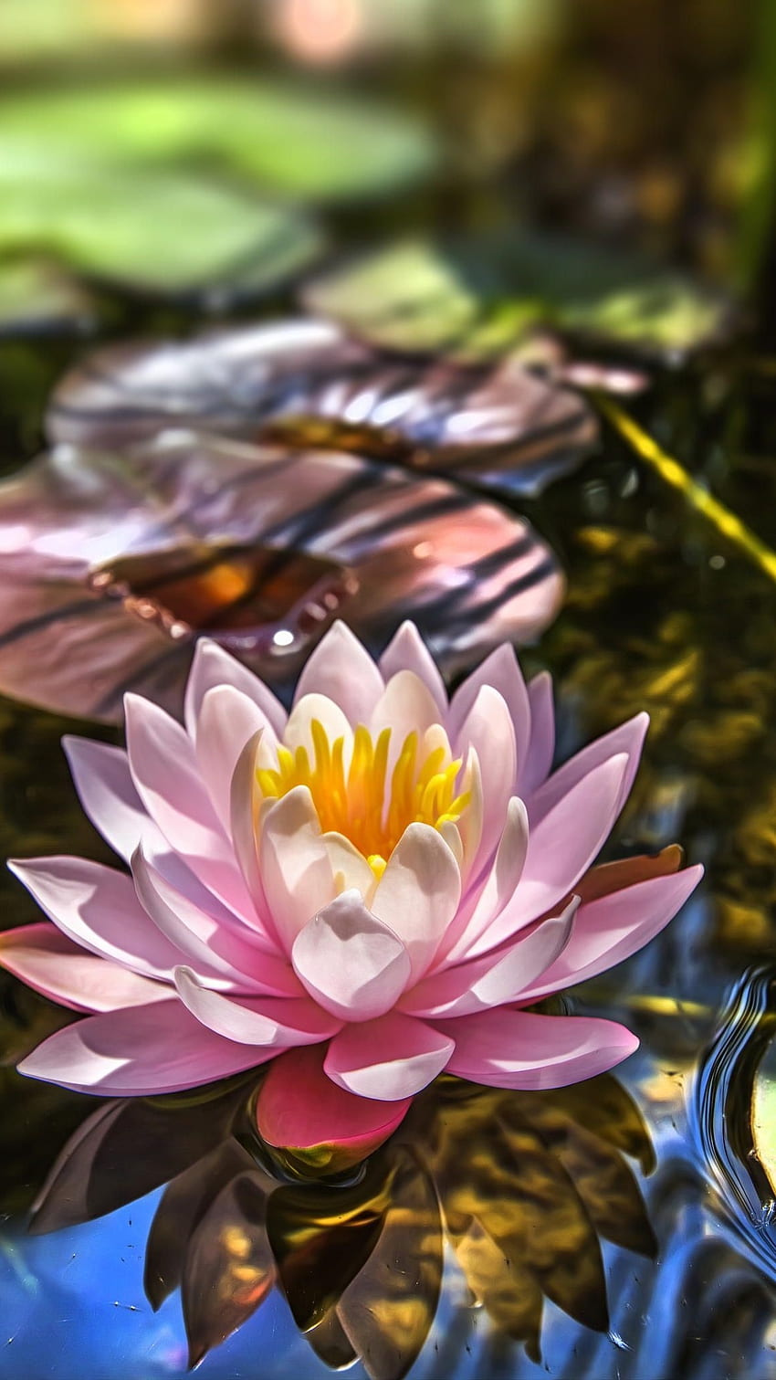 Lotusblume, entzückend, Lotus, Blume HD-Handy-Hintergrundbild