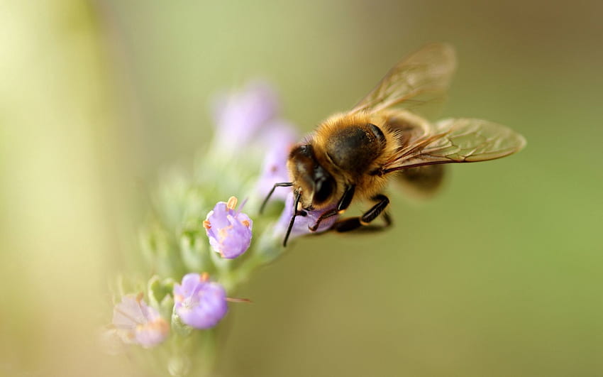 Kwiat, Makro, Pszczoła, Zapylenie Tapeta HD