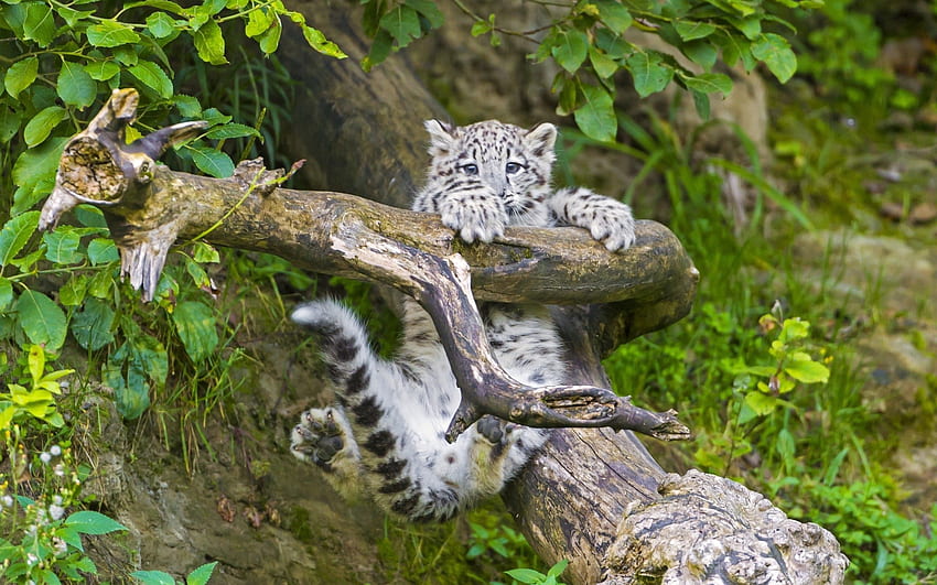 Animales, leopardo de las nieves, madera, joven, árbol, rama, Joey fondo de pantalla