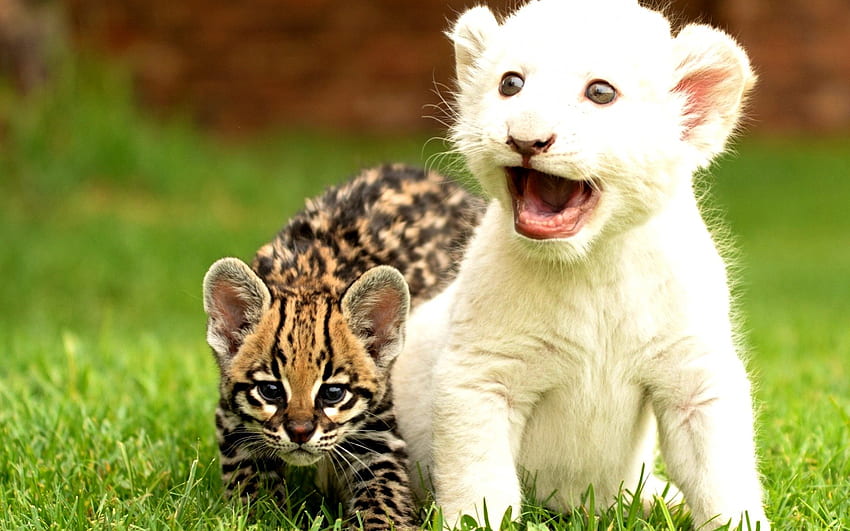 GORGEOUS KITTIES, wild cat, lion, cubs, kittens HD wallpaper