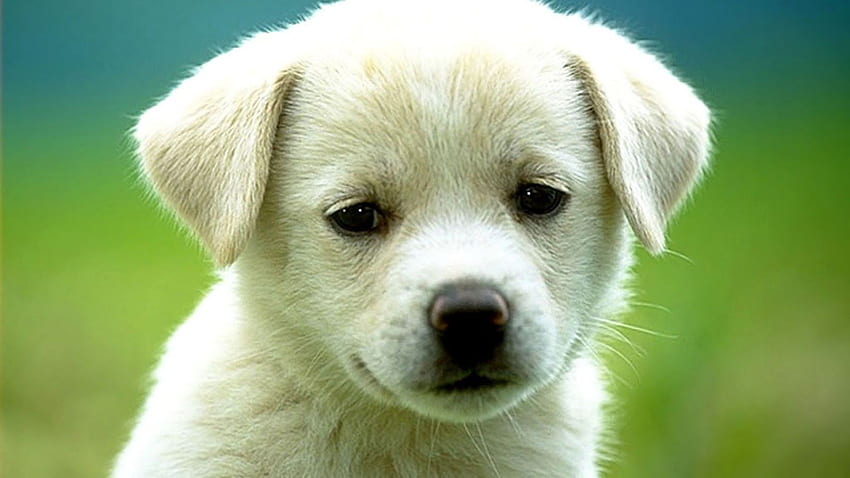 Cute labrador puppies HD wallpapers | Pxfuel
