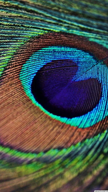 Blue and green feathers HD wallpaper