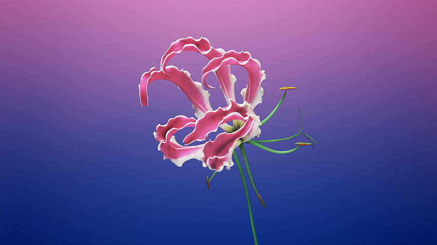 Floral, minimal, stock apple, digital art HD wallpaper