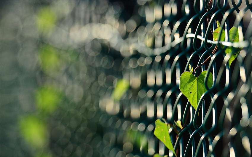 Fences leaves macro depth of field chain link fence . . 8441 HD wallpaper