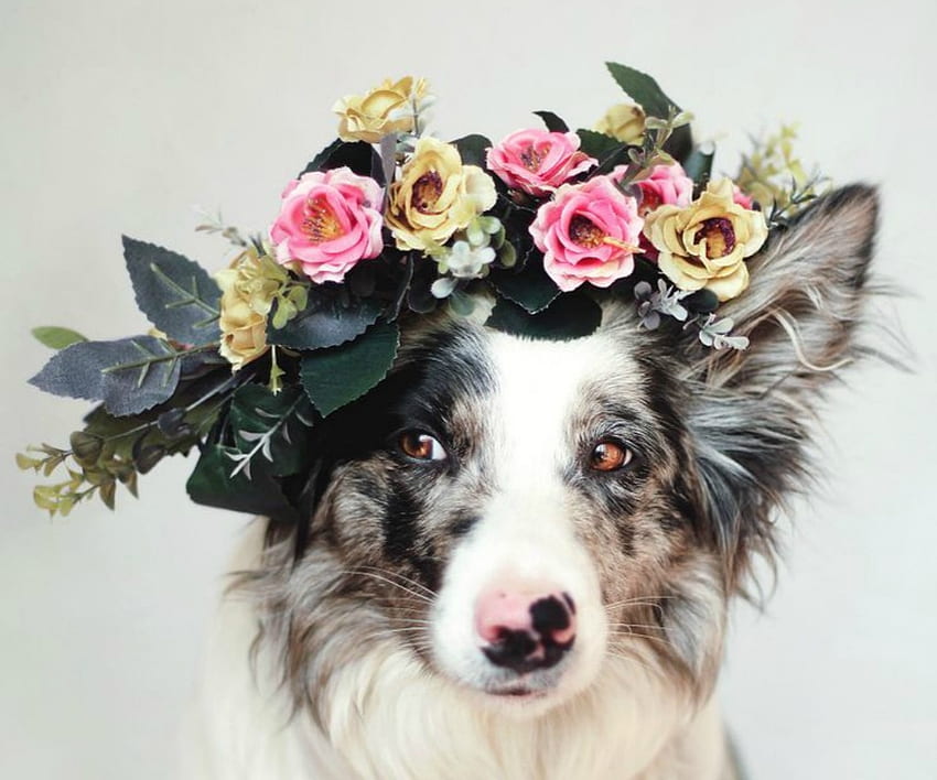 Просто бъди красива, куче, животно, бяло, черно, роза, кученце, розово, цвете, бордър коли, жълто, австралийска овчарка, мартина озог, кейн, венец HD тапет