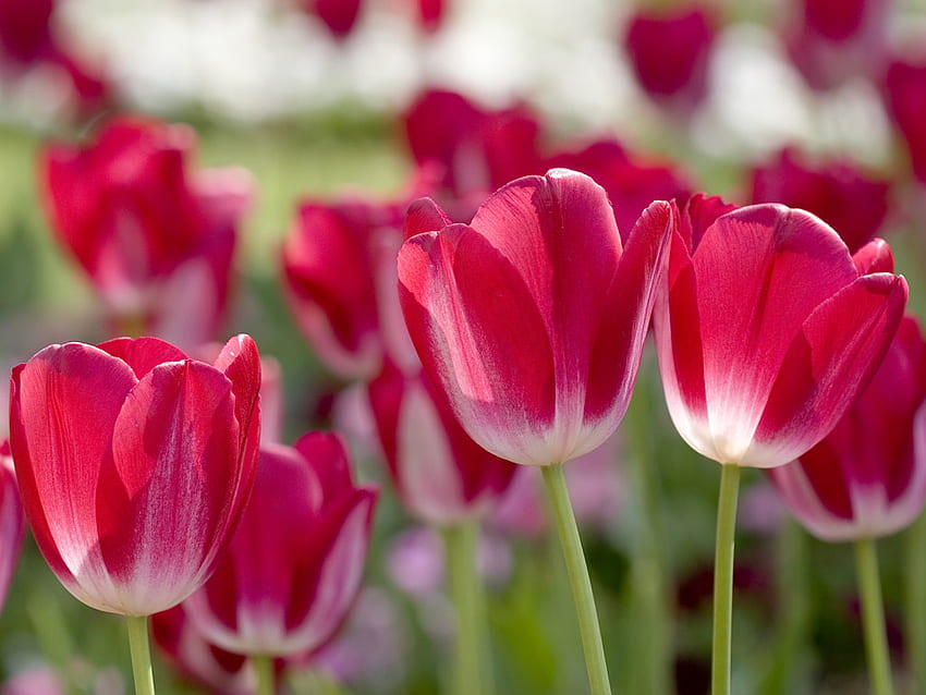 Spring Tulips, flowers, tulips, spring, red HD wallpaper