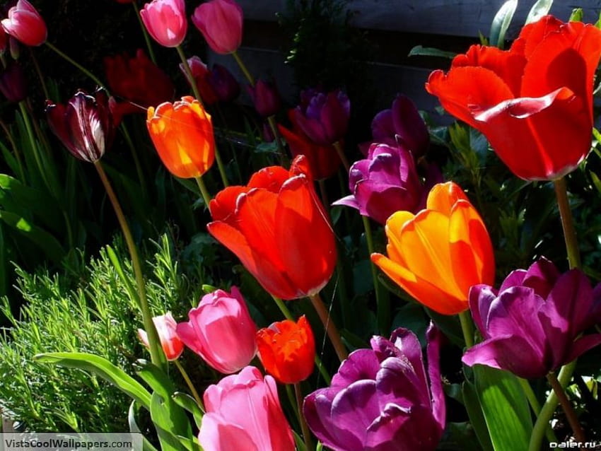 tulips, purple, pink, red, garden, orange HD wallpaper