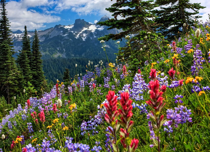 Beautiful View, blue, Beautiful, red, sky, flowers, mountains, forest HD wallpaper