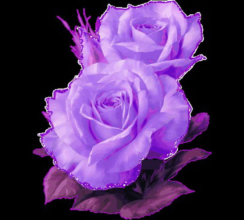 Happy birtay Jackie, background, two, purple, black, roses, flowers HD wallpaper