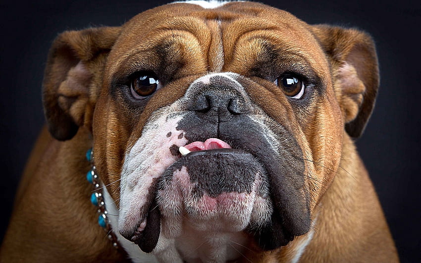 Animals, Dog, Muzzle, Sight, Opinion, Fat, Thick, Bulldog HD wallpaper
