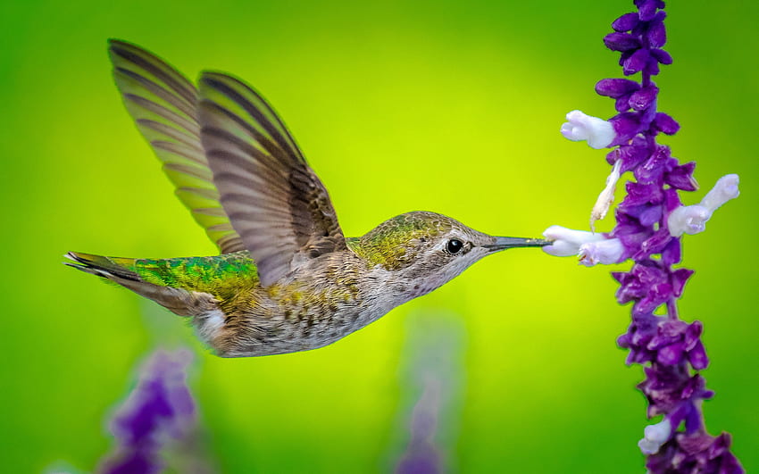 Hummingbird, , wildlife, flowers, Trochilidae HD wallpaper