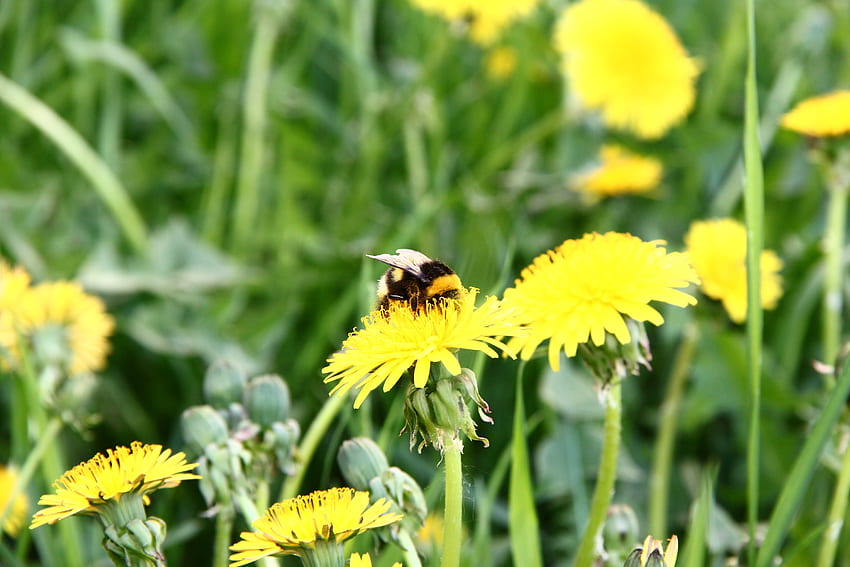 Grass, Macro, Field, Pollination, Dandelion, Bumblebee HD wallpaper