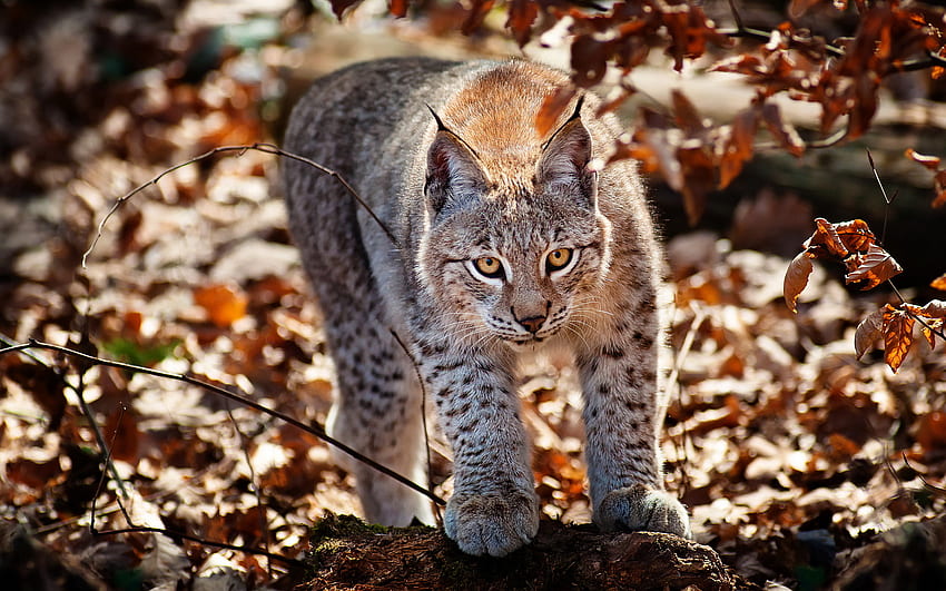 Lynx cat, Eurasian Lynx HD wallpaper