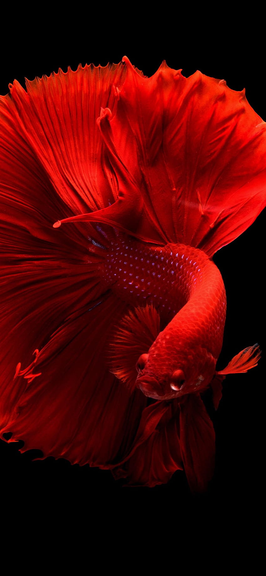 Beautiful Red Fish Tail Black Background Iphone 11 Pro Xs Max Background Hd Phone Wallpaper Pxfuel