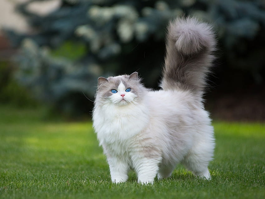 Biało-szary kot perski, trawa, zieleń, zwierzęta, niebieskie oczy • For You For & Mobile, Cat Blue Eyes Tapeta HD