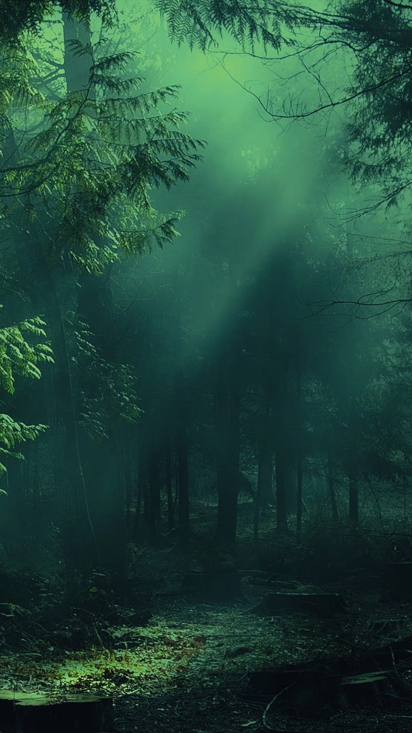 Misty Forest iPhone, vertikaler Wald HD-Handy-Hintergrundbild