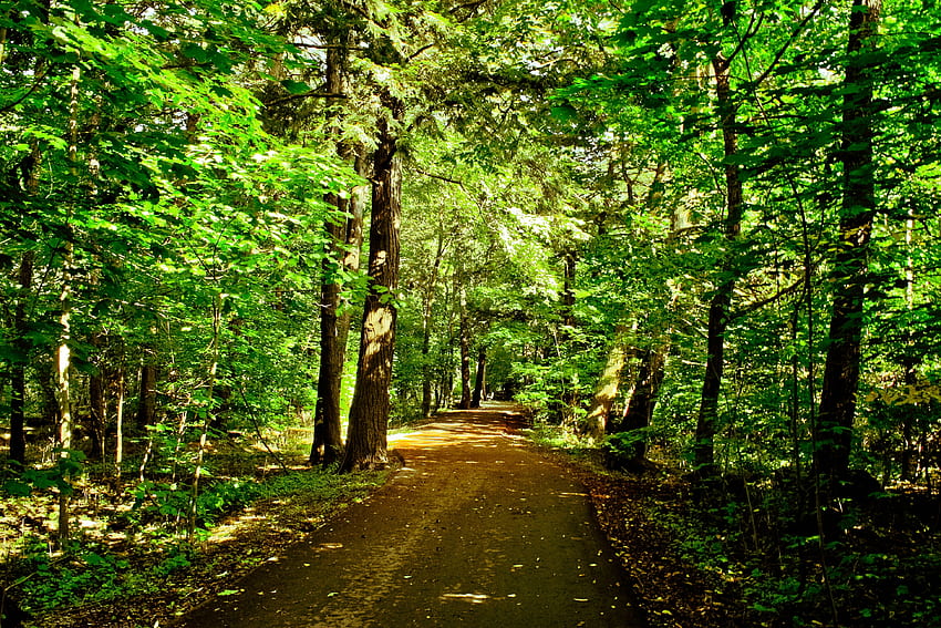 ธรรมชาติ ต้นไม้ ถนน ป่า วอลล์เปเปอร์ HD