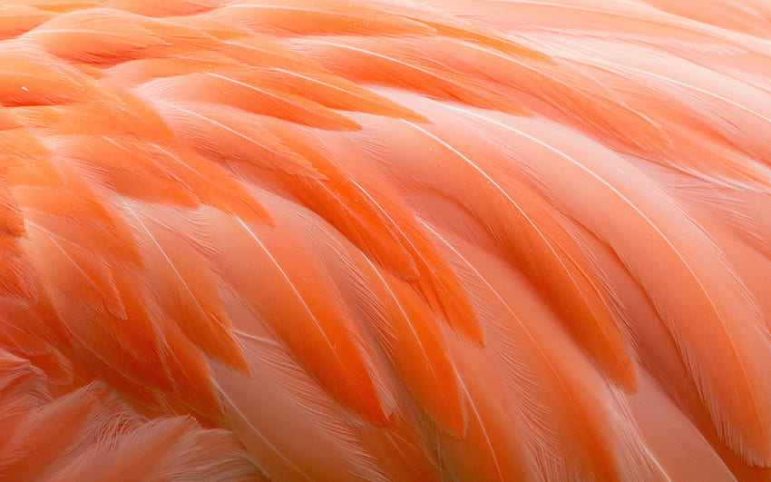 flamingo feathers texture, , feathers, Pink Feathers HD wallpaper