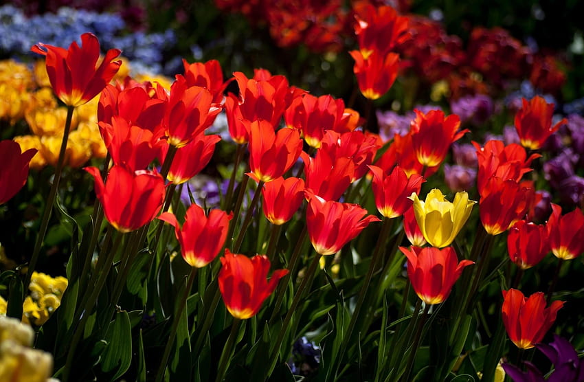flores, tulipanes, macizo de flores, macizo de flores, estado de ánimo, soleado fondo de pantalla