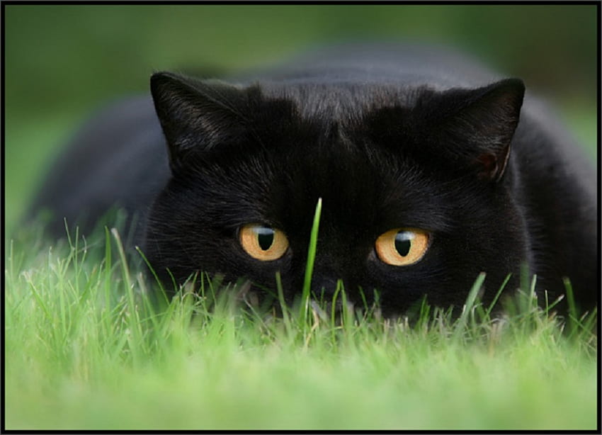 ความเข้มข้น สัตว์ ตา แมว แมว หญ้า ใบมีด ขน หนวด หู วอลล์เปเปอร์ HD