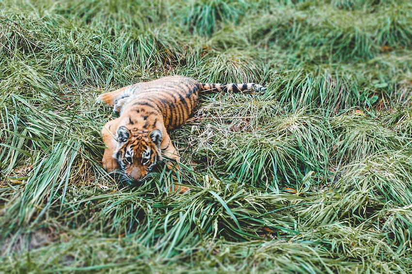 Animals, Grass, Lies, Predator, Tiger, Tiger Cub HD wallpaper
