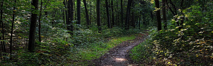 Trees, Path, Forest, Nature IPhone 11 Pro XS Max , Background, ,, Panoramic Forest HD wallpaper