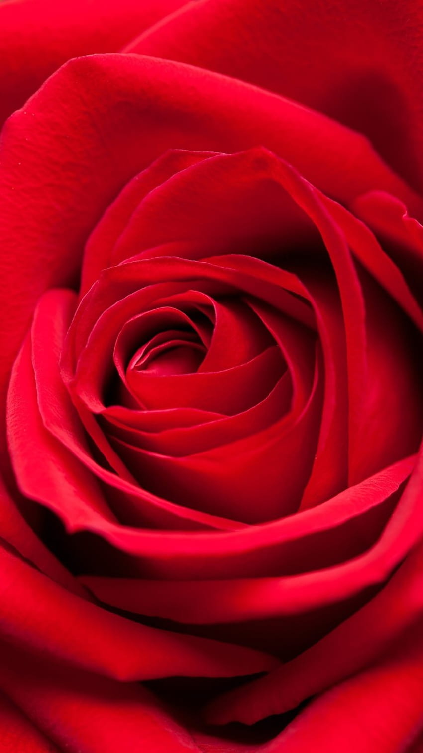 Red rose android HD wallpapers | Pxfuel