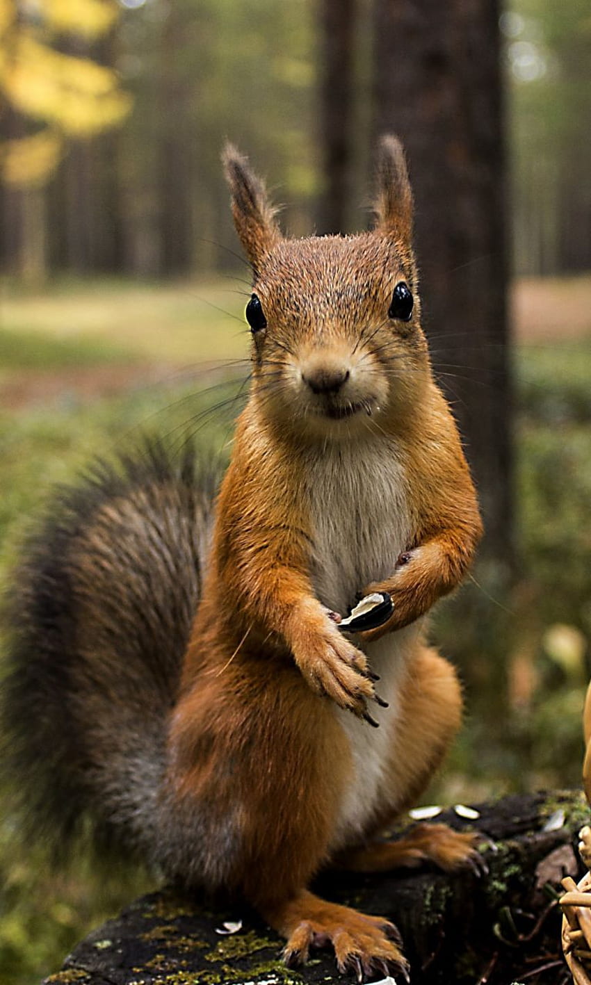 Rotes Eichhörnchen 29793 in Auflösung HD-Handy-Hintergrundbild