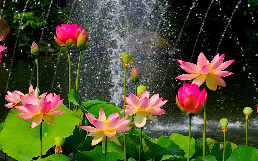 Seerosen Lotusblumen. Siegel Symbole und Zeichen HD-Hintergrundbild
