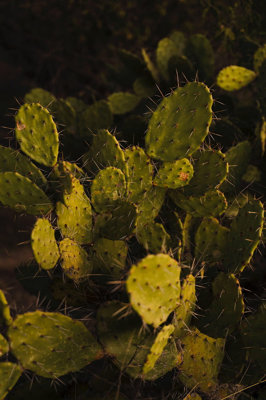Nature, Plant, Cactus, Prickles, Thorns, Prickly Pear, Opuntia HD phone wallpaper