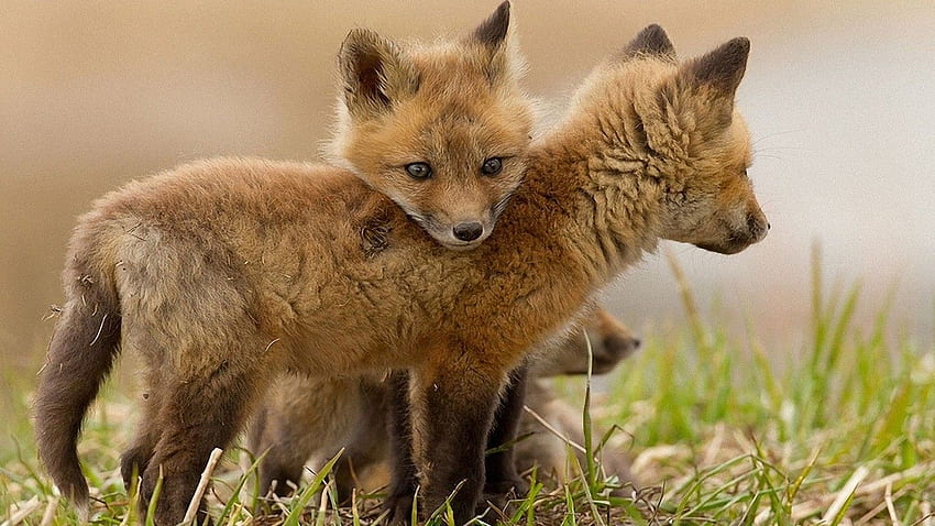 Fox cubs 9651 [] for your , Mobile & Tablet. Explore of Foxes. Red Fox , Fox Racing for , Fox for HD wallpaper