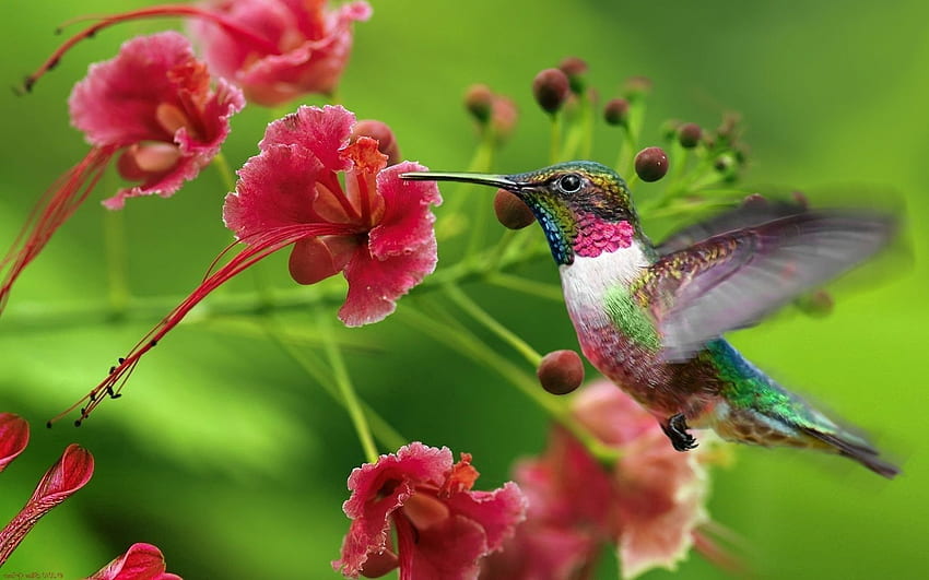 Animali, colibrì, onda, spazzata, fiore esotico Sfondo HD
