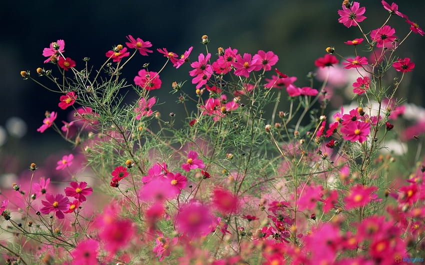 Kosmeya Flowers, hot pink, flowers, stems, field HD wallpaper
